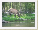 Wyoming2008 553 * Moose or elk? * Moose or elk? * 2816 x 2112 * (4.56MB)